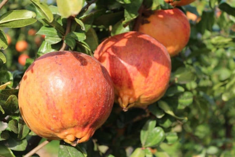 potente antioxidante