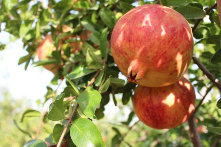 Pomegranate exerts