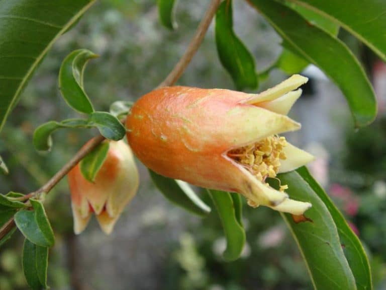 doxorubicina