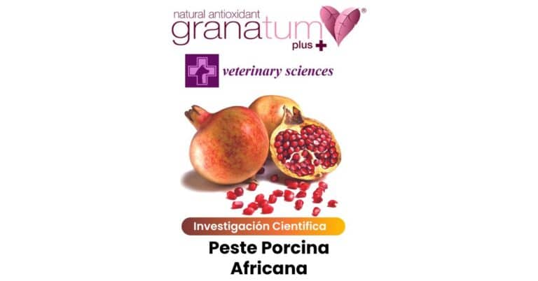 punicalagina peste porcina