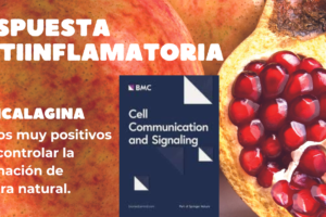 repuesta antiinflamatoria