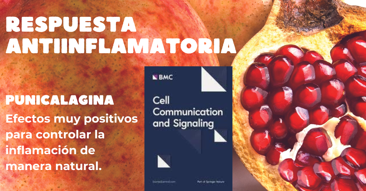 repuesta antiinflamatoria