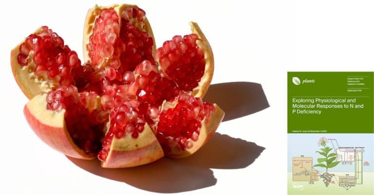 granada el superalimento