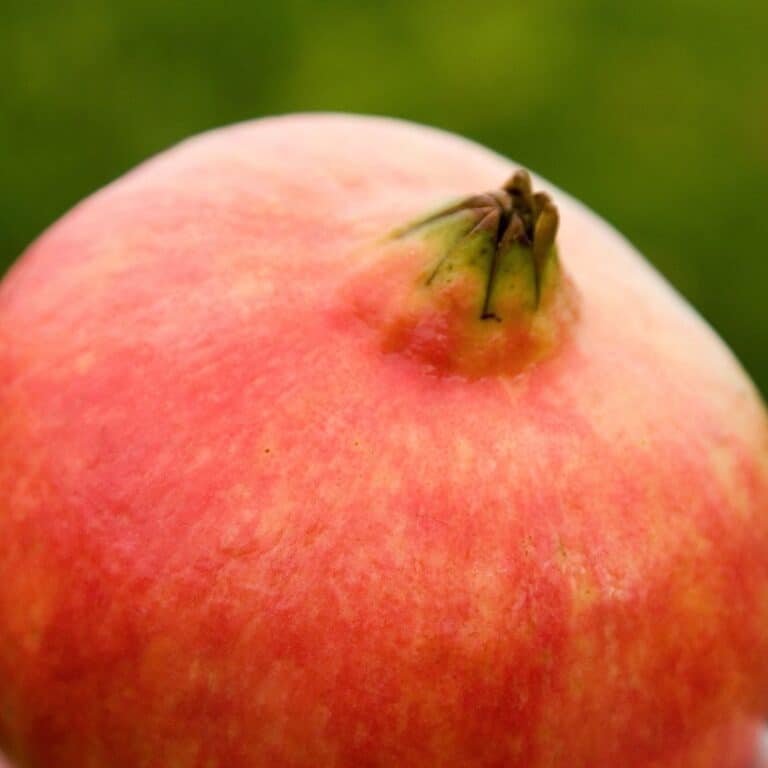 Cáscara de granada y antioxidantes