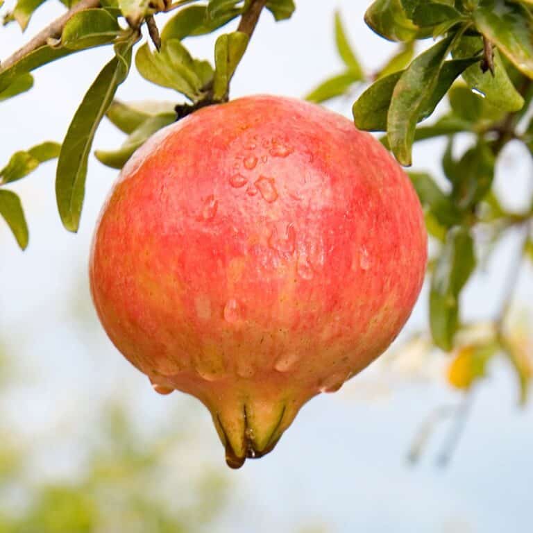 Extracto de granada y salud bucal