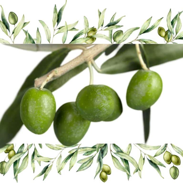 Hidroxitirosol y infarto de miocardio